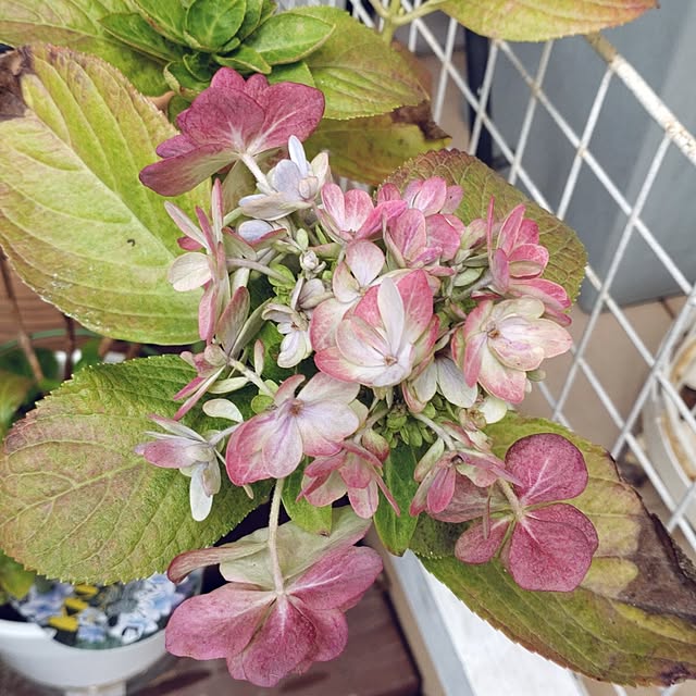 Bienvenueさんの実例写真