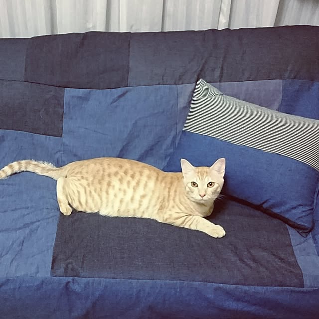 shiiiさんの実例写真