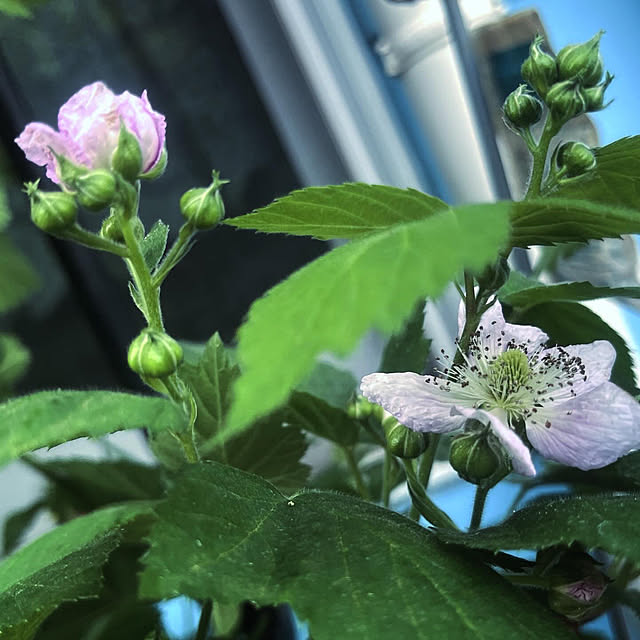 Ohigeさんの実例写真