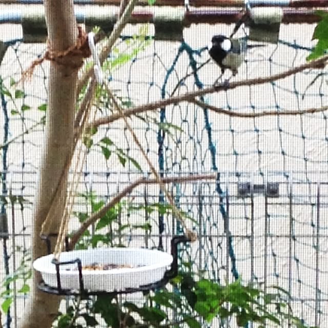 dicekbeetleさんの実例写真