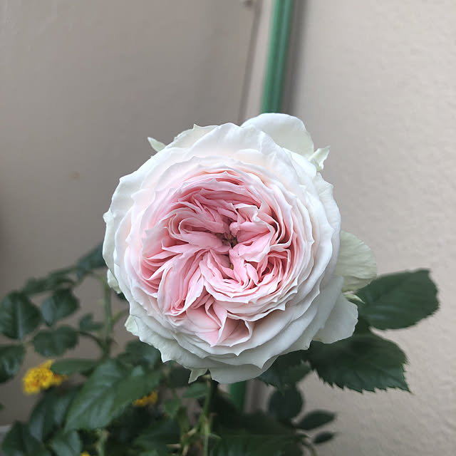 hosiさんの実例写真
