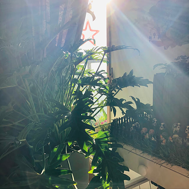 観葉植物/部屋全体のインテリア実例 - 2019-11-19 08:45:12