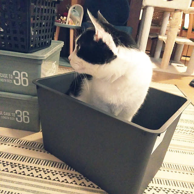 futukoさんの実例写真
