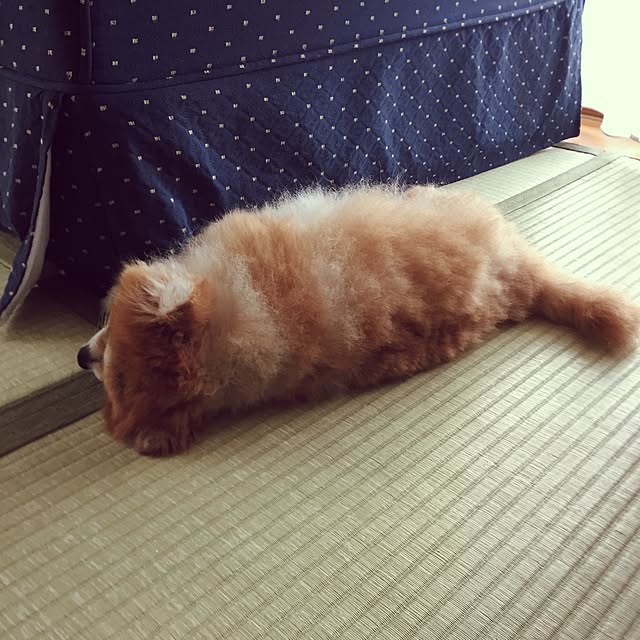 pariさんの実例写真