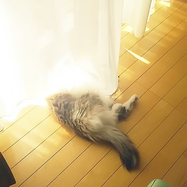 123sgnbさんの実例写真