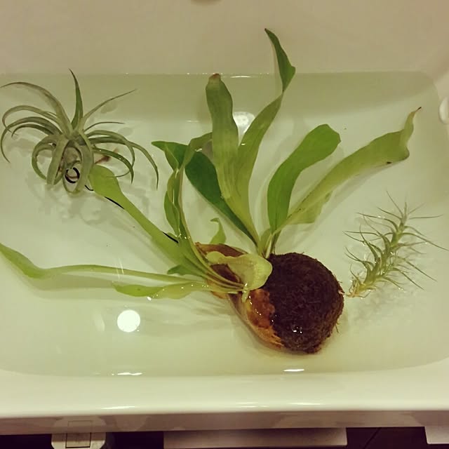 tfさんの実例写真