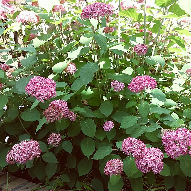 VIORAさんの実例写真