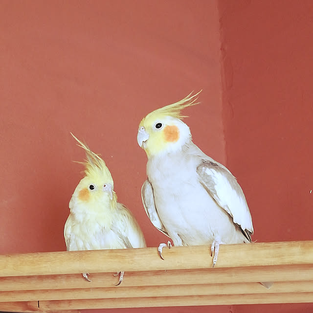 amanojakuさんの実例写真
