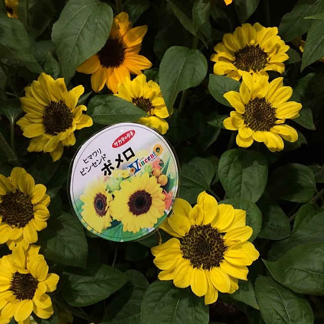 Minamiさんの部屋