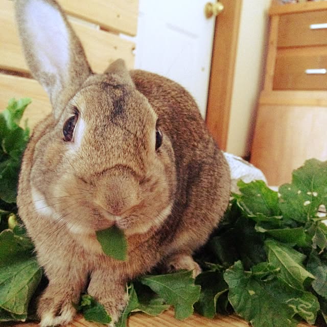 apiさんの実例写真