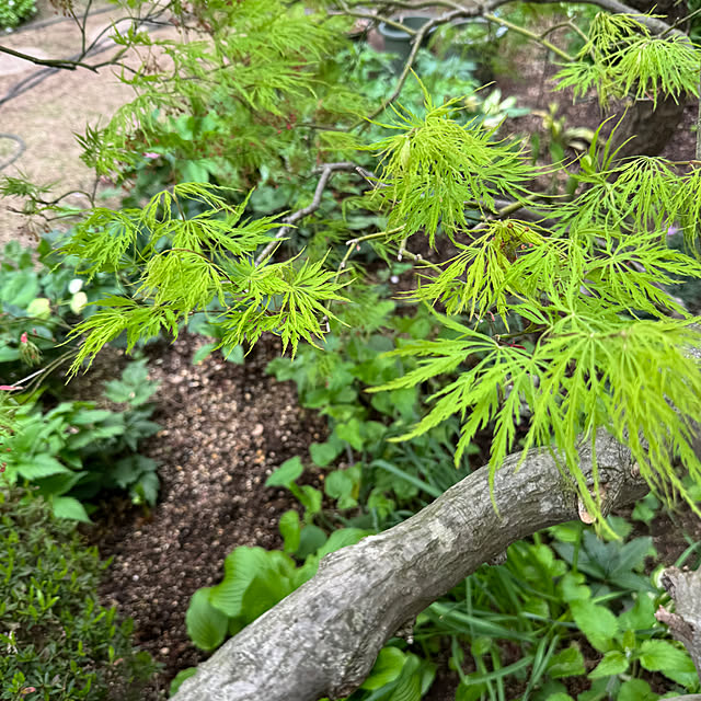 mamizaさんの部屋