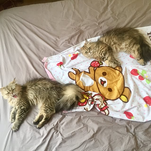 butachanさんの実例写真