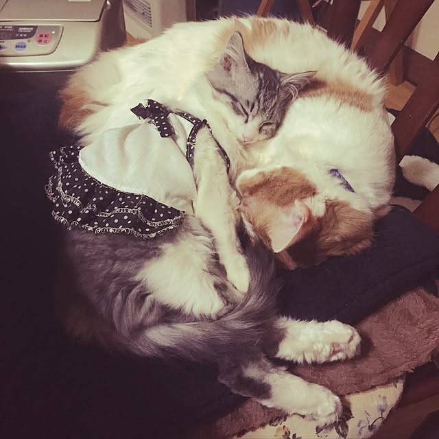 maria.rさんの実例写真