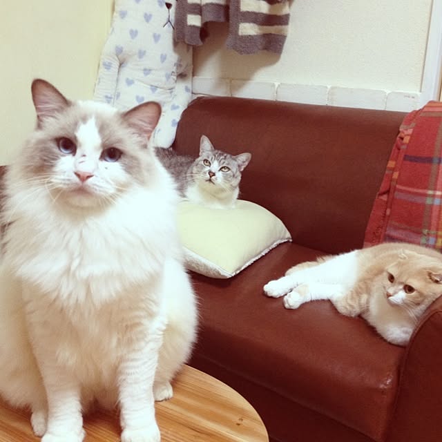 runtenさんの実例写真