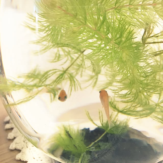 takakoさんの実例写真