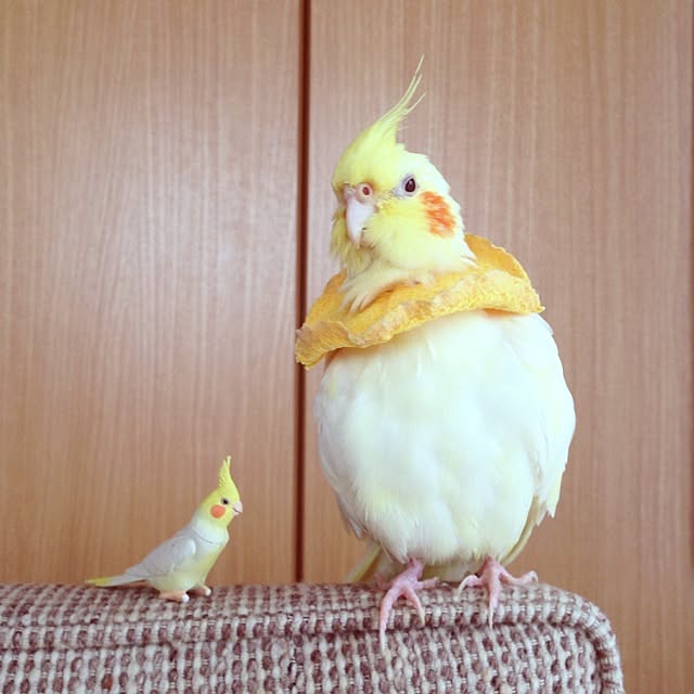 watabowさんの実例写真