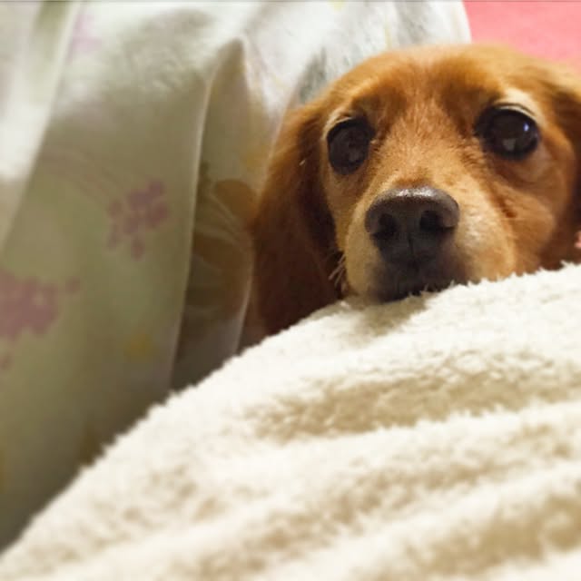 sakuさんの実例写真