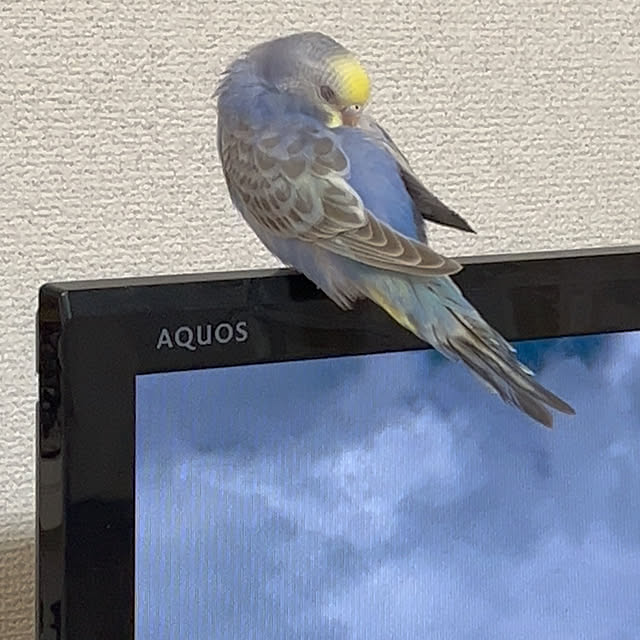 Atsukoさんの部屋