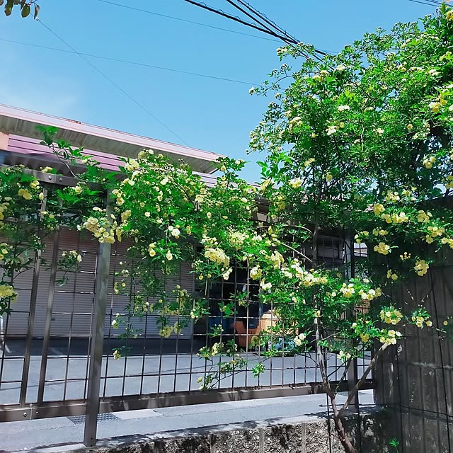 nairuoさんの実例写真