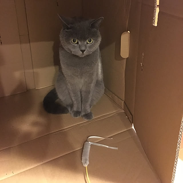 ikettenさんの実例写真