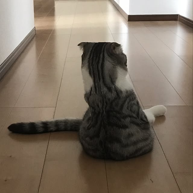 Dahliaさんの実例写真