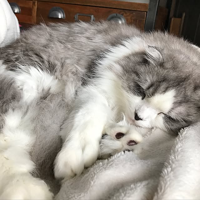 amo69xxさんの実例写真