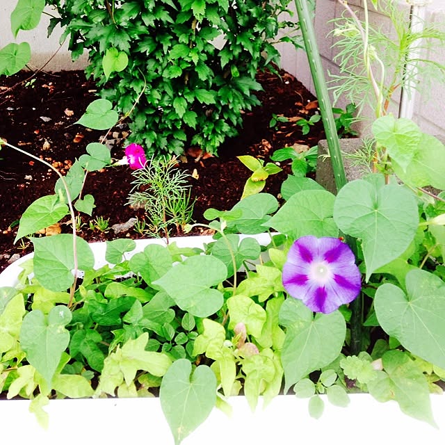 玄関/入り口/植物のインテリア実例 - 2014-07-09 15:58:25