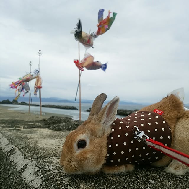ChocolateNandasさんの実例写真