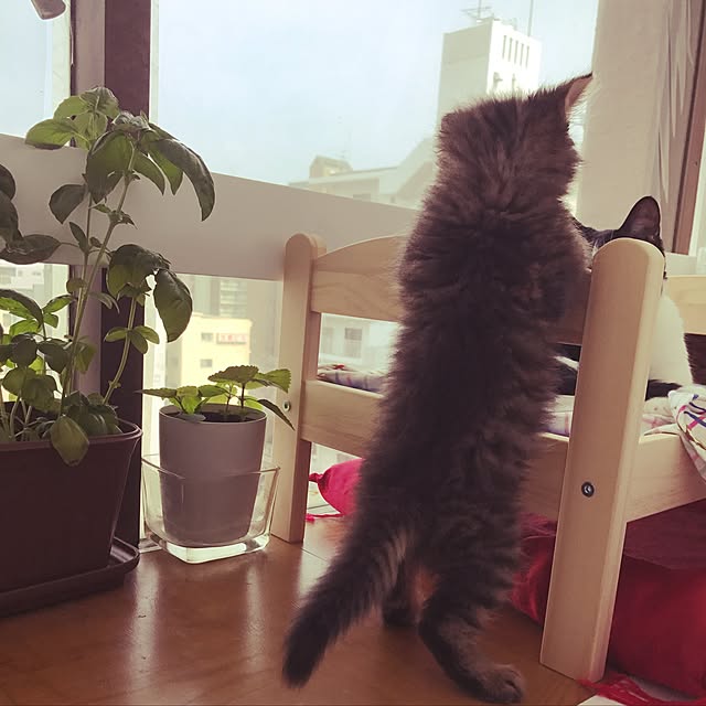 miruさんの実例写真