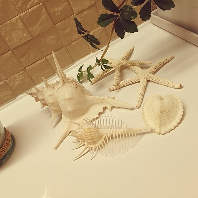 akimoさんの実例写真