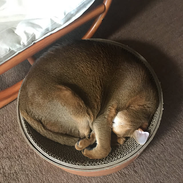 aby_nyanさんの実例写真