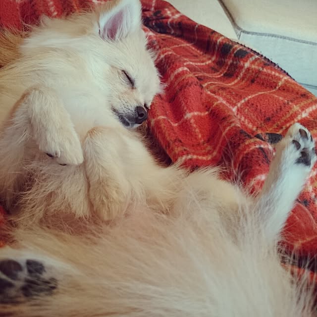 nicoco.さんの実例写真