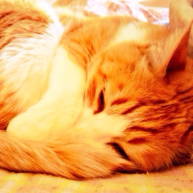 yuki_shiroiroさんの実例写真