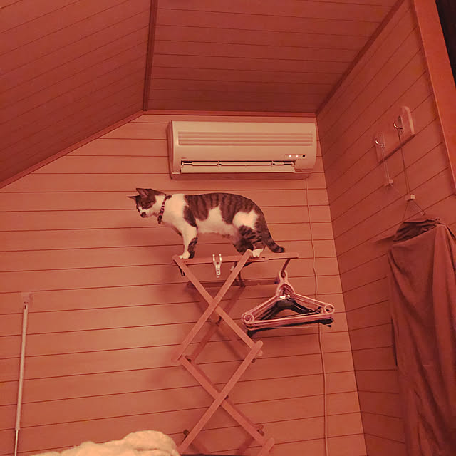 jijiさんの実例写真