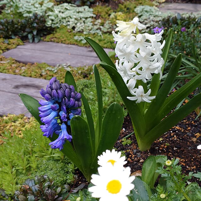 coconathuさんの実例写真