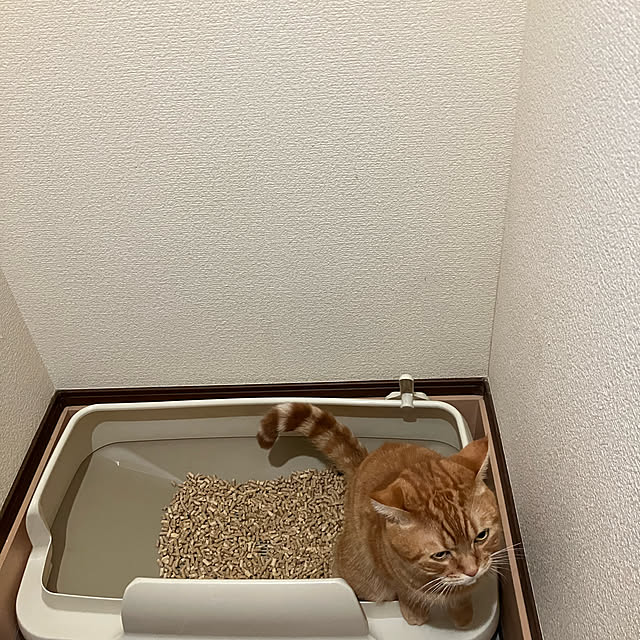 nekoさんの実例写真