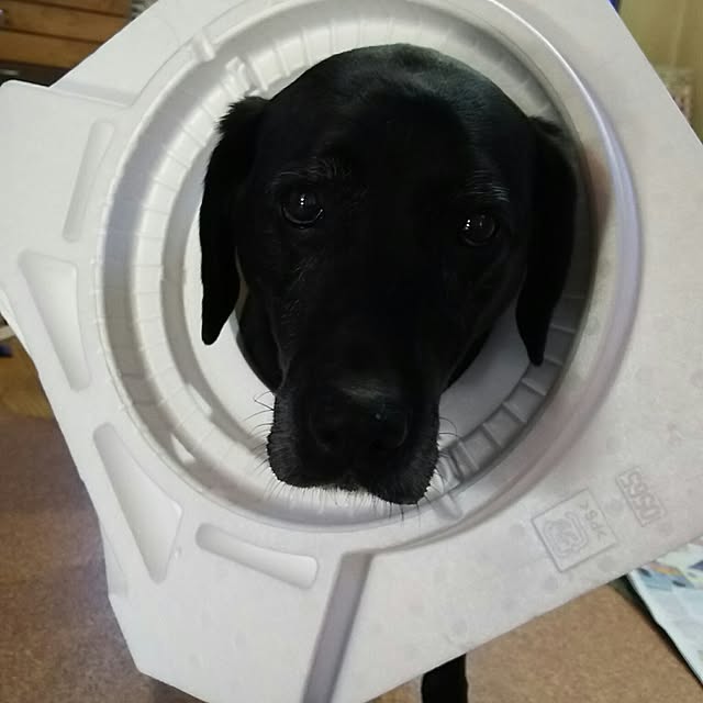 ohisamaさんの実例写真