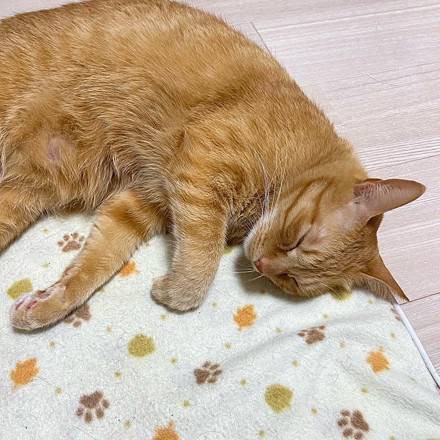 ペット用ホットカーペット/茶トラ♡ひかげ/くつろぎ時間/ねこと暮らす/いいね、訪問♡ありがとうございます♫...などのインテリア実例 - 2022-11-29 20:25:04