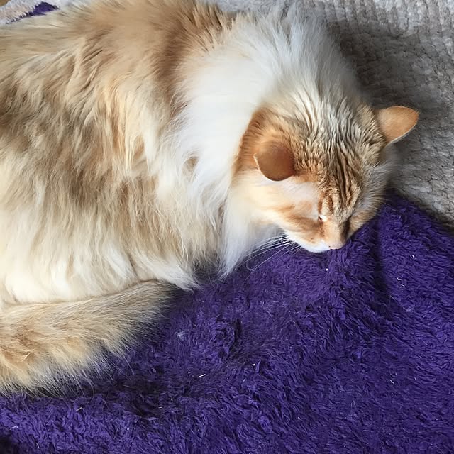 ofuさんの実例写真