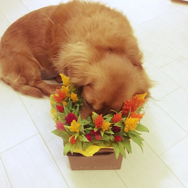nohohonさんの実例写真