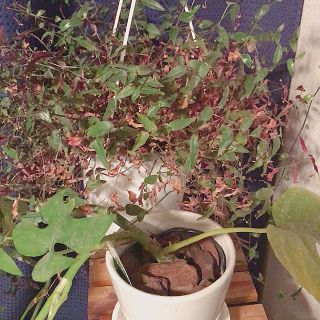 Mihaさんの実例写真
