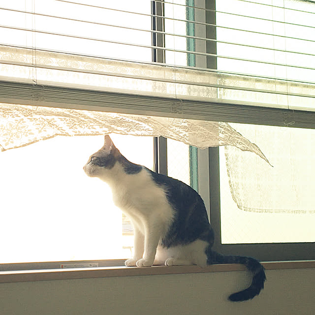 amaさんの実例写真