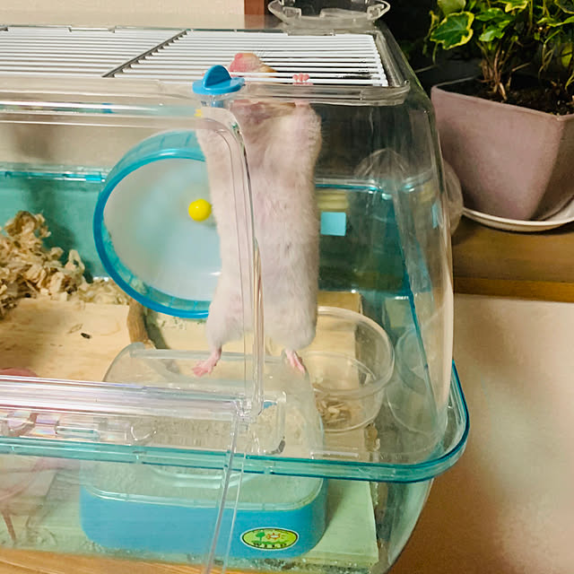 kurumekoさんの実例写真