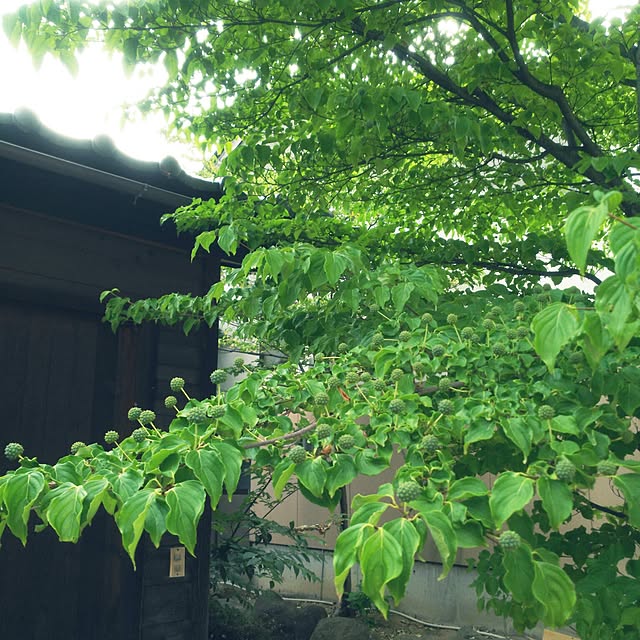 cherrycherryさんの実例写真