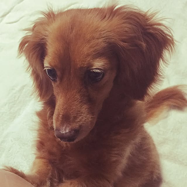 sakuさんの実例写真