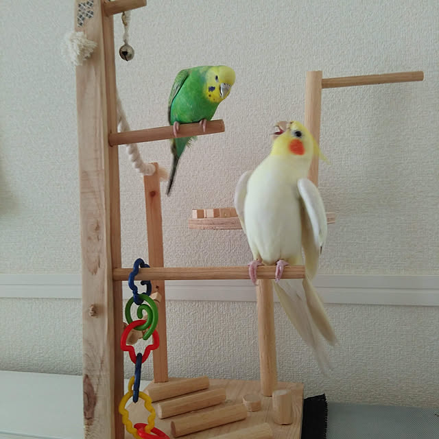 toratanさんの実例写真