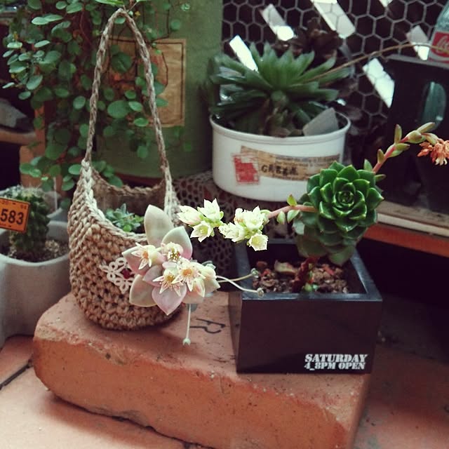 玄関/入り口/Junk style/植物のある暮らし/100均/花のある暮らし...などのインテリア実例 - 2017-05-24 07:50:15