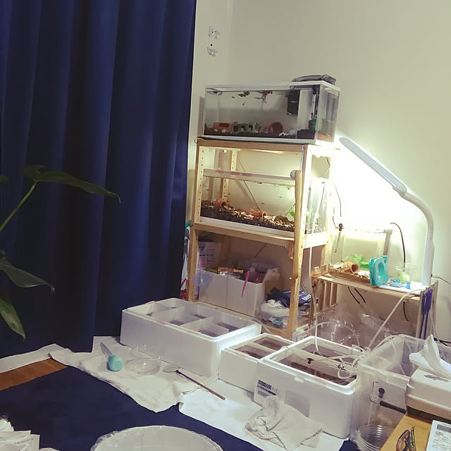 koharu_4524さんの実例写真