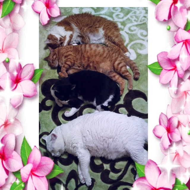 aatan91241さんの実例写真