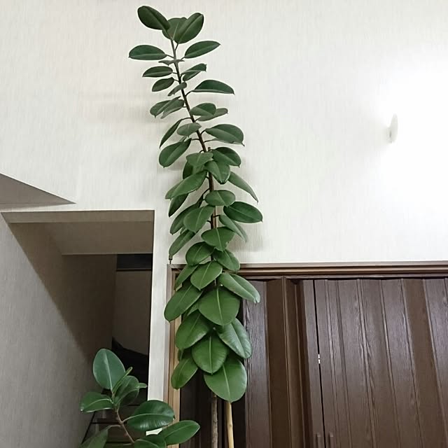 aatannさんの実例写真